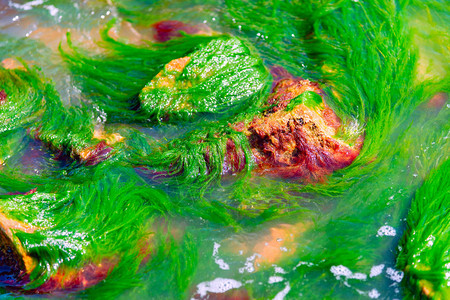 海藻在海边的石头图片