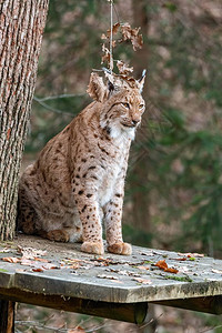 山猫坐在选址树平台上图片