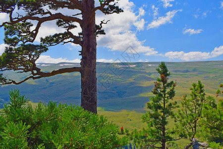 美丽的山脉草地和青松蓝天白云夏日风景图片