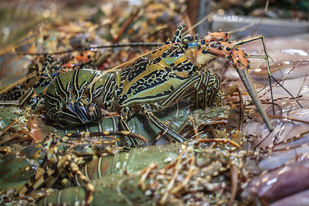 刺龙虾它是亚洲市场的海鲜美食图片
