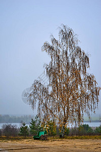 一棵长着秋叶的大桦树图片