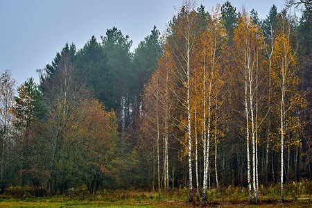 背景或墙纸的秋天森林风景图片