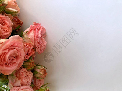 白天情人节背景和粉红色玫瑰白色与图片