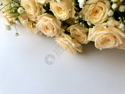 白玫瑰的情人节背景白色与复制空间隔图片