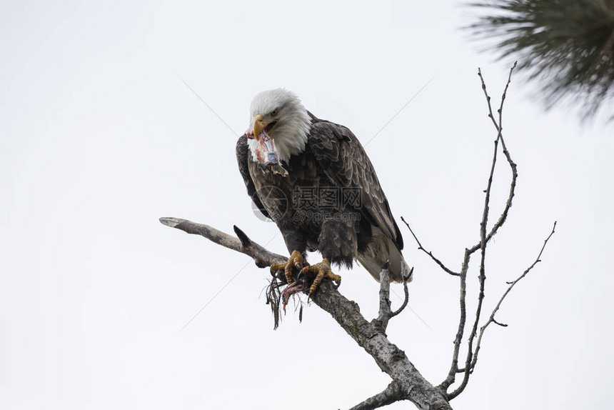 一只秃鹰围在树枝上在北爱达荷河的嘴图片