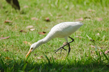 Egret走在草坪上图片