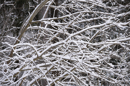 冬季森林中的白雪覆盖的树木图片
