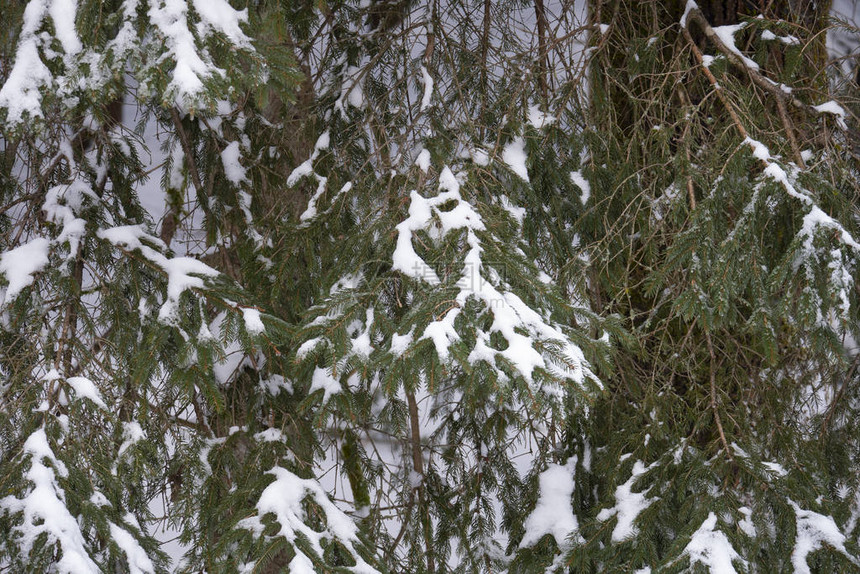 冬季森林中的白雪覆盖的树木图片
