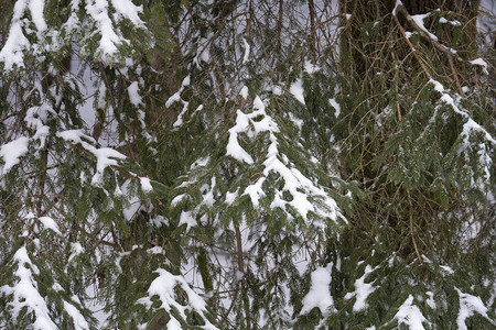 冬季森林中的白雪覆盖的树木图片