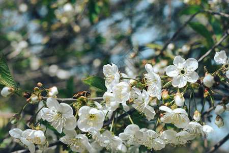 美丽的白花和樱桃树的鲜花和蕾图片