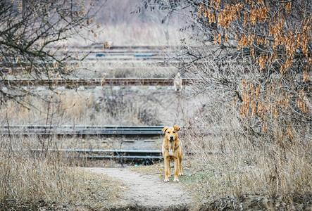 可爱的流浪狗在旧铁轨附近的灌木丛中阴沉多云的秋日志愿服务和动物图片