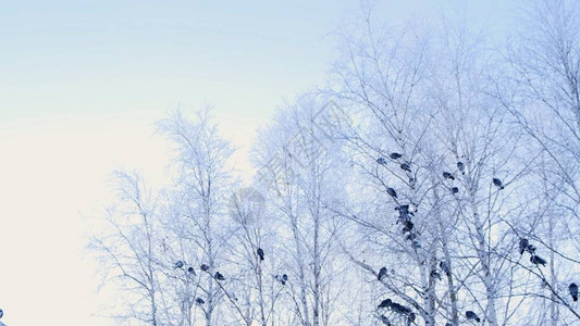 灰鸽子站在白雪覆盖的树枝上一群鸟特写动物在冬季在寒冷的背景