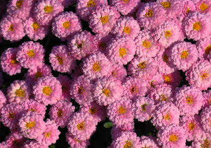 克里米亚尼基茨植物园的菊花菊秋菊花背景图片