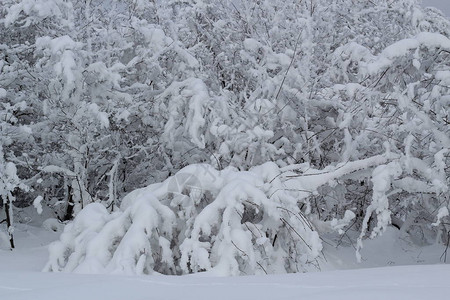 与白雪覆盖的森林的冬季景观图片