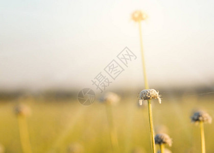 为背景模糊草花日出图片