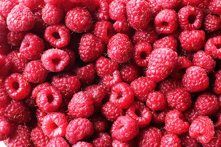 raspberry贝莓成熟和多图片