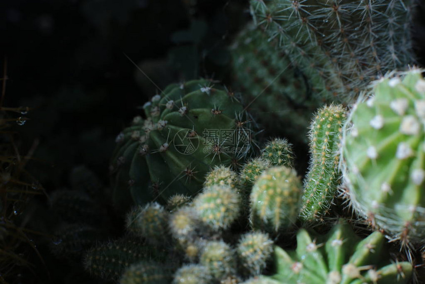 绿色植物仙人掌花图片