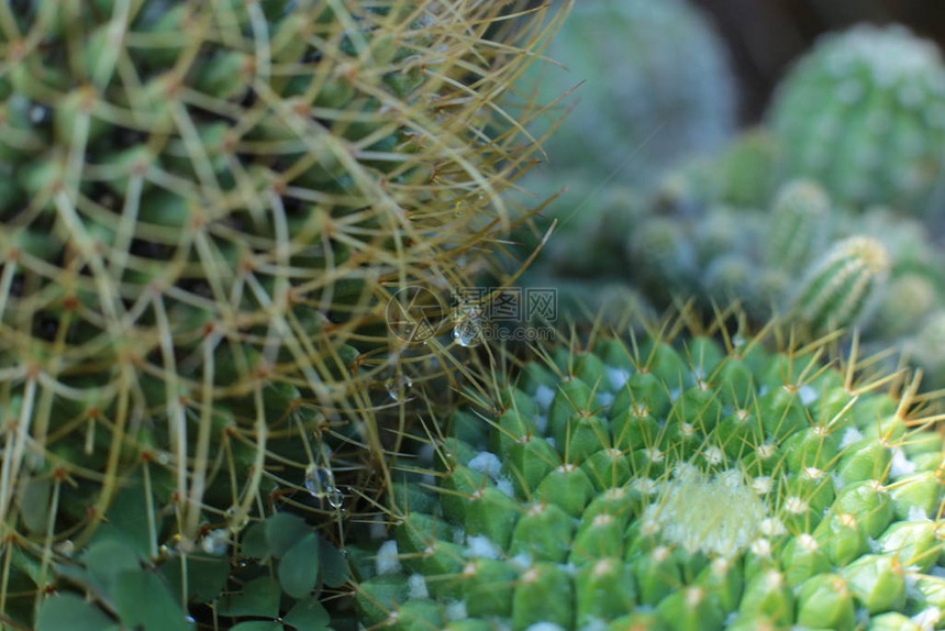 绿色植物仙人掌花图片