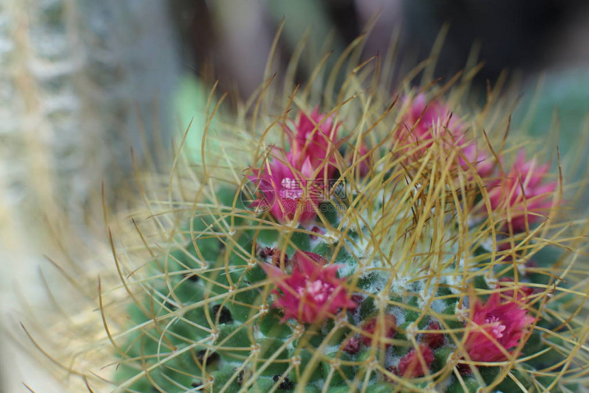 绿色植物仙人掌花图片