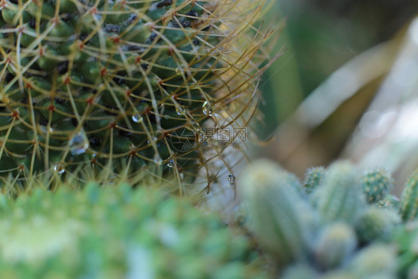 绿色植物仙人掌花图片