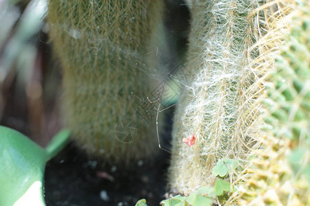 绿色植物仙人掌花图片