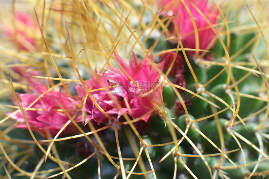 绿色植物仙人掌花图片