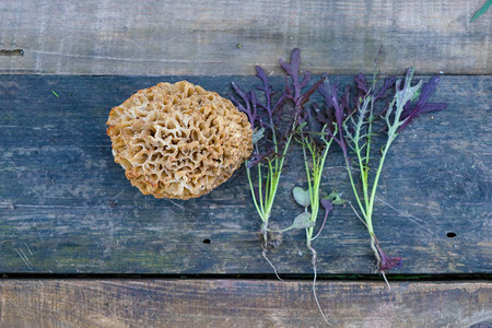 莫瑞尔蘑菇和新鲜紫色花朵在粗糙的浮板表图片