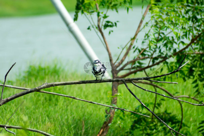 斑翠鸟Cerylerudis在沿海地区的树枝上发现有白色黑羽毛冠和大喙图片
