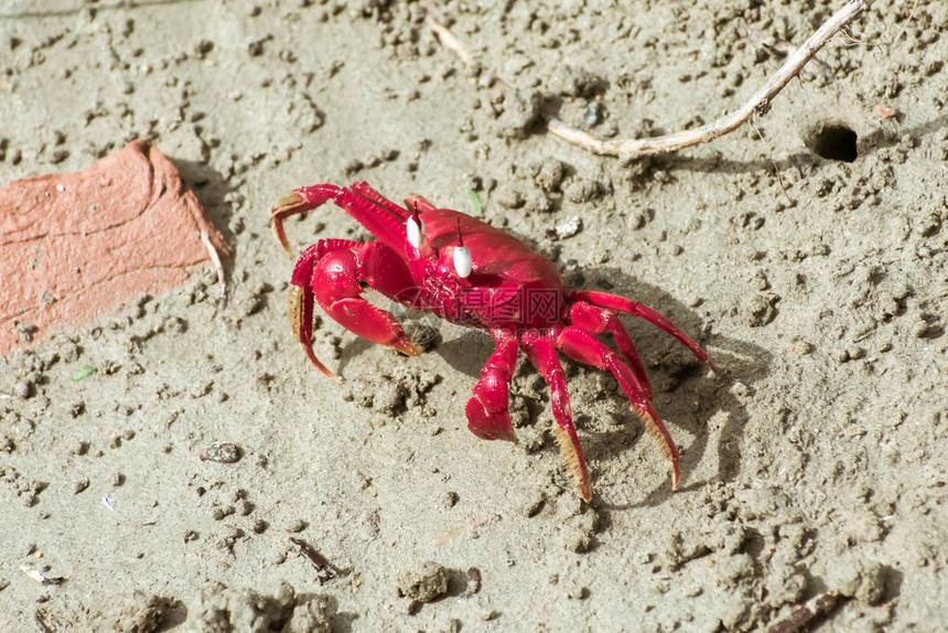 一种Brachyura陆蟹或红色疯狂蚂蚁贝类Gecarcinidae物种图片
