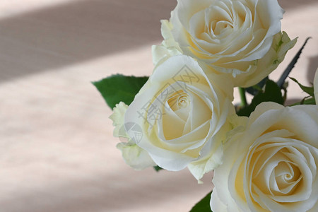 美丽的白玫瑰花在清晨绽放图片