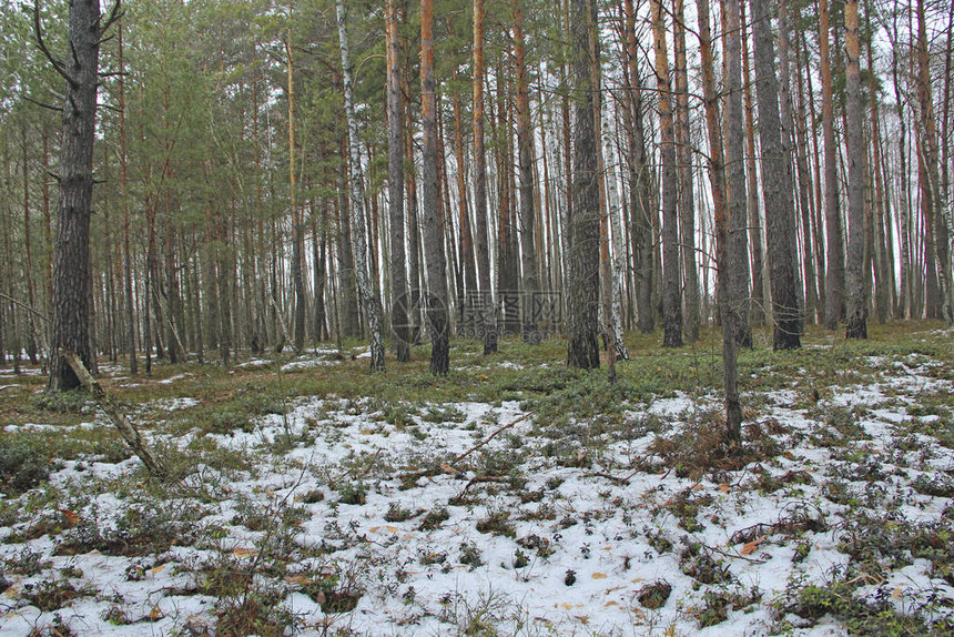 在森林雪下的越橘vitisidaea春天森林里的越橘植物有雪和山蔓越莓的松树林图片