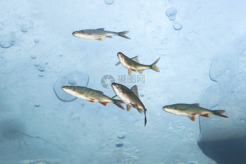 淡水鱼陆克文Scardiniuserythrophthalmus和罗奇Rutilusrutilus在冰下游泳的水下摄影野生动物在图片