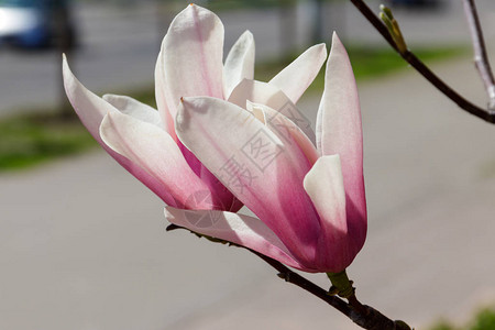 树枝上的粉红色玉兰花特写春天开花图片