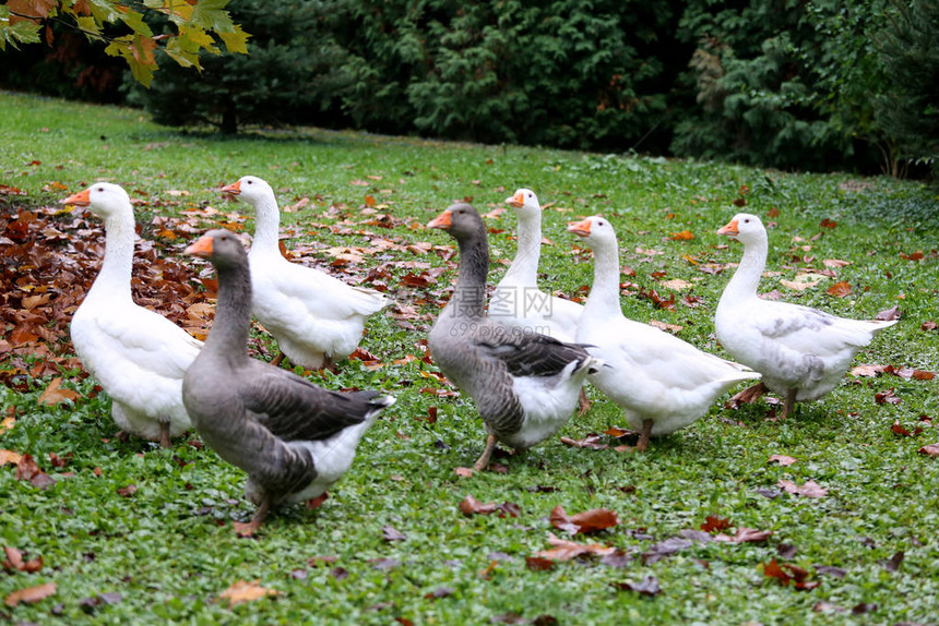 一群家养的白鹅群在农禽场渡过农村家禽院子图片