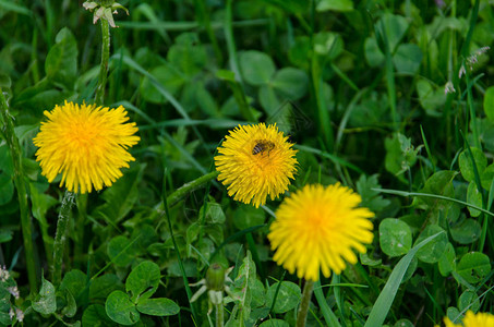 春天蜜蜂授粉的黄色蒲公英花图片