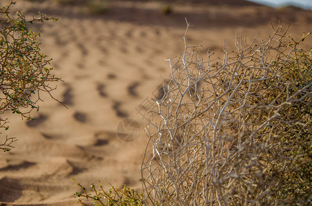 阿曼Wahiba沙滩漠图片