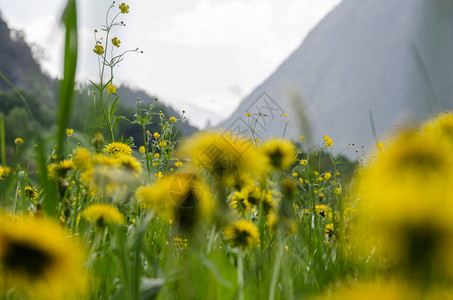 春天郁葱的绿色田野上的黄色蒲公英花图片