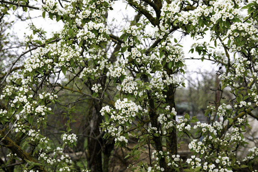 春天花园里盛开的梨树枝白花和嫩绿的叶子图片