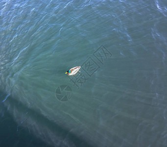漂浮在湖面上的鸭子鸟瞰图图片
