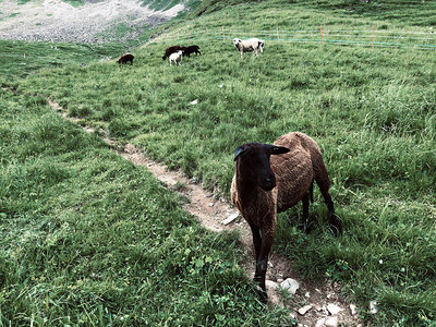 Wagitaltal山谷或Waegital的草原上的羊群图片