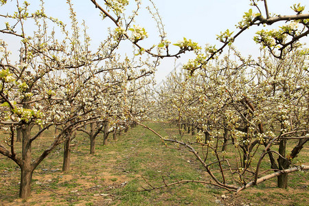 梨花在春天盛开图片