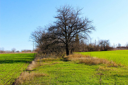播种小麦的田地附近的树图片