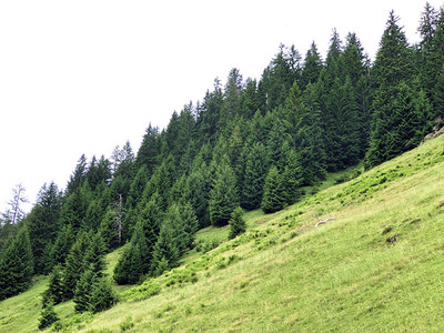 瑞士施维兹州斯图登Sihltal河谷和西尔赛湖边人工林的长图片