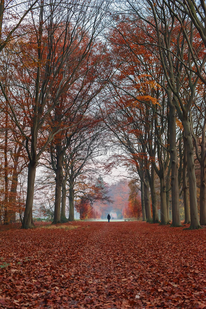 在秋天森林中走在路上的图片