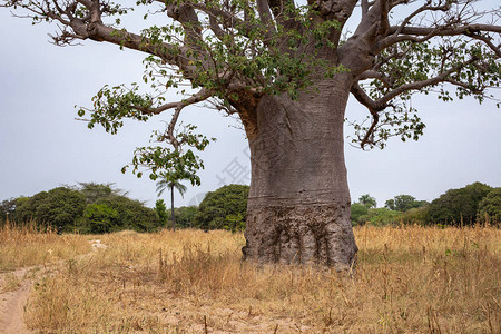 塞内加尔西南部干旱的热带草原上有大量的图片