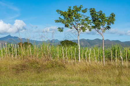 古巴的甘蔗种植园图片