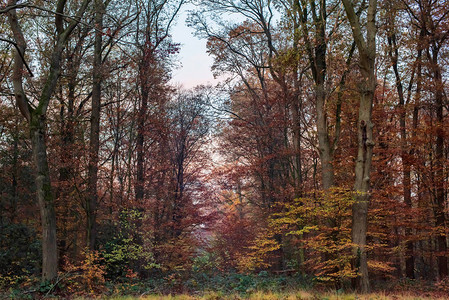 秋季落叶林中的橙色树叶图片