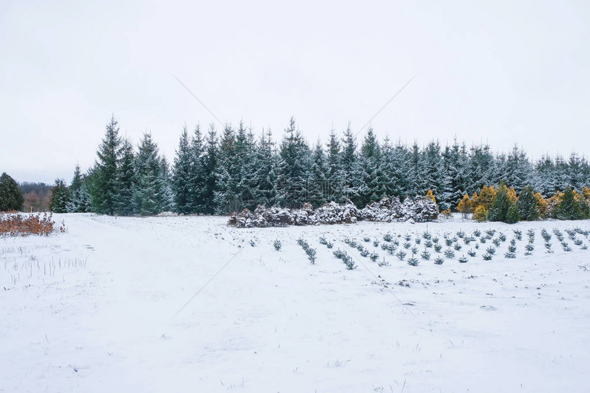 在乌克兰的森林里种树播种和育种雪下长排植物复制空图片