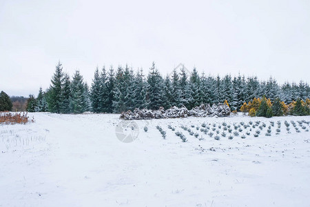 在乌克兰的森林里种树播种和育种雪下长排植物复制空图片
