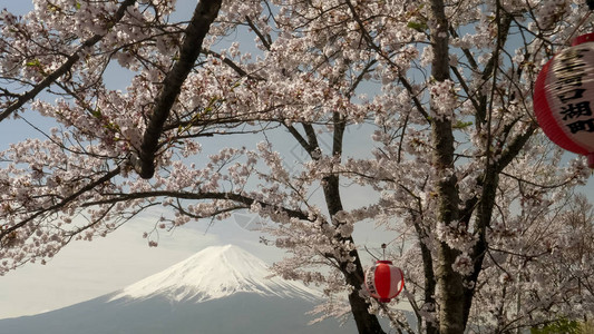 日本河口湖富士山和带纸的樱桃树的特写镜头图片